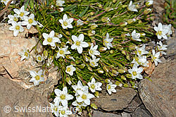 Bewimpertes Sandkraut (Arenaria ciliata) (C208981) Bewimpertes Sandkraut (Arenaria ciliata) (C208981)