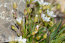 Bewimpertes Sandkraut (Arenaria ciliata) (C208996) Bewimpertes Sandkraut (Arenaria ciliata) (C208996)