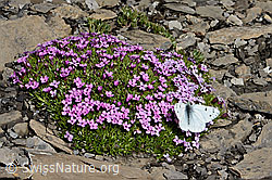 Alpenweissling (Pontia callidice), Männchen