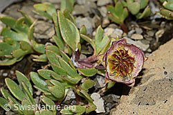 Ranunculus glacialis (C209029)