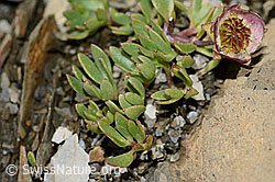 Ranunculus glacialis (C209030)