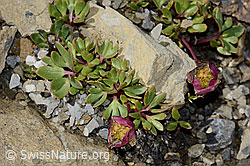 Ranunculus glacialis (C209031)