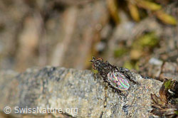 Scatella tenuicosta (Salzfliege) (C209045) Scatella tenuicosta (Salzfliege) (C209045)