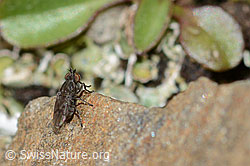 Scatella tenuicosta (Salzfliege) (C209050) Scatella tenuicosta (Salzfliege) (C209050)