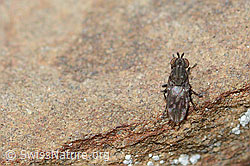 Scatella tenuicosta (Salzfliege) (C209052) Scatella tenuicosta (Salzfliege) (C209052)