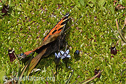 Kleiner Fuchs (Aglais urticae) auf Zartem Enzian (Gentiana tenella) (C209063) Kleiner Fuchs (Aglais urticae) auf Zartem Enzian (Gentiana tenella) (C209063)