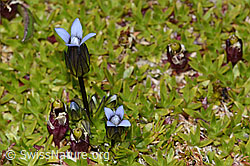 Zarter Enzian (Gentiana tenella) (C209069) Zarter Enzian (Gentiana tenella) (C209069)