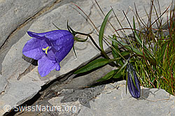 Niedliche Glockenblume (Campanula cochleariifolia) (C209070) Niedliche Glockenblume (Campanula cochleariifolia) (C209070)