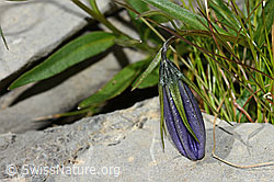 Niedliche Glockenblume (Campanula cochleariifolia) (C209072) Niedliche Glockenblume (Campanula cochleariifolia) (C209072)