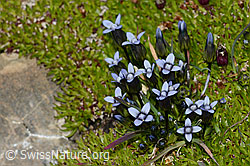 Zarter Enzian (Gentiana tenella) (C209078) Zarter Enzian (Gentiana tenella) (C209078)