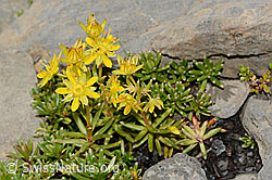 Bewimperter Steinbrech (Saxifraga aizoides) (C209095) Bewimperter Steinbrech (Saxifraga aizoides) (C209095)