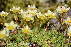 Moschus-Steinbrech (Saxifraga exarata ssp. moschata) (C209114) Moschus-Steinbrech (Saxifraga exarata ssp. moschata) (C209114)
