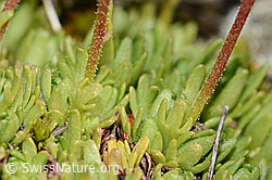 Moschus-Steinbrech (Saxifraga exarata ssp. moschata) (C209115) Moschus-Steinbrech (Saxifraga exarata ssp. moschata) (C209115)