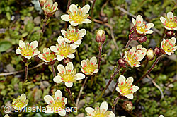 Moschus-Steinbrech (Saxifraga exarata ssp. moschata) (C209117) Moschus-Steinbrech (Saxifraga exarata ssp. moschata) (C209117)