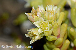 C209120: Dunkler Mauerpfeffer (Sedum atratum)