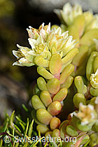 C209121: Dunkler Mauerpfeffer (Sedum atratum)