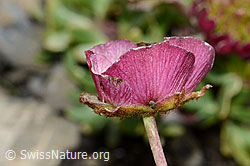Ranunculus glacialis (C209128)