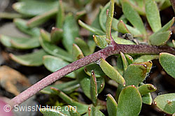 Ranunculus glacialis (C209130)