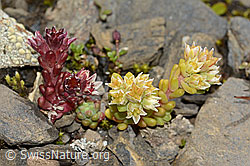 C209140: Dunkler Mauerpfeffer (Sedum atratum)