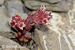 C209141: Dunkler Mauerpfeffer (Sedum atratum)