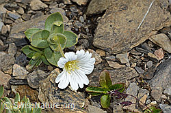Breitblättriges Hornkraut (Cerastium latifolium) (C209146) Breitblättriges Hornkraut (Cerastium latifolium) (C209146)