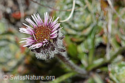 Einköpfiges Berufkraut (Erigeron uniflorus) (C209181)