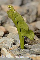 Echte Mondraute (Botrychium lunaria) (C209189)