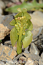 Botrychium lunaria (09.2021, C209191)