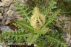 Alpen-Kratzdistel (Cirsium spinosissimum) (C209207) Alpen-Kratzdistel (Cirsium spinosissimum) (C209207)