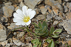 Breitblättriges Hornkraut (Cerastium latifolium) (C209208)