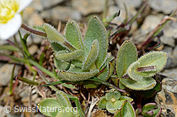 Breitblättriges Hornkraut (Cerastium latifolium) (C209209)
