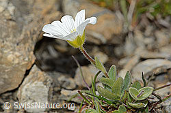 Breitblättriges Hornkraut (Cerastium latifolium) (C209210)