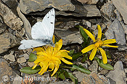 Alpenweissling (Pontia callidice) auf Blume (C209221) Alpenweissling (Pontia callidice) auf Blume (C209221)
