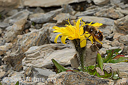 Berg-Milchkraut (Leontodon montanus)