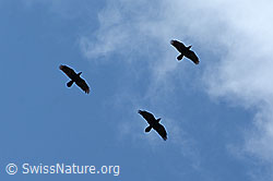 Corvus corax (09.2021, C209230)