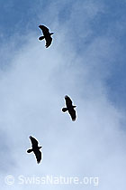 Foto: Kolkraben (Corvus corax)