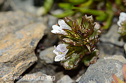 Euphrasia minima (C209239)