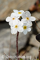 Bewimperter Mannsschild (Androsace chamaejasme) (C209251) Bewimperter Mannsschild (Androsace chamaejasme) (C209251)