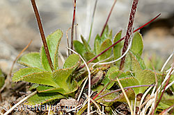 Bewimperter Mannsschild (Androsace chamaejasme) (C209253) Bewimperter Mannsschild (Androsace chamaejasme) (C209253)