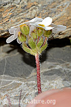 Bewimperter Mannsschild (Androsace chamaejasme) (C209254) Bewimperter Mannsschild (Androsace chamaejasme) (C209254)