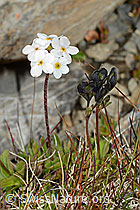 Bewimperter Mannsschild (Androsace chamaejasme) (C209255) Bewimperter Mannsschild (Androsace chamaejasme) (C209255)