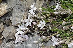 Gypsophila repens (C209270)