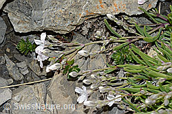 Gypsophila repens (C209272)