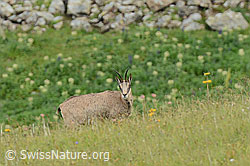 C209285: Gämse (Rupicapra rupicapra)