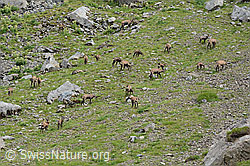 C209286: Gämsen (Rupicapra rupicapra)