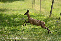 Rehgeiss (Capreolus capreolus) (C218917) Rehgeiss (Capreolus capreolus) (C218917)