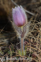Frühlings-Anemonen (Pulsatilla vernalis) (C222428)