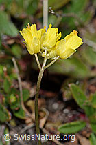 Hoppes Felsenblümchen (Draba hoppeana) (C222439) Hoppes Felsenblümchen (Draba hoppeana) (C222439)