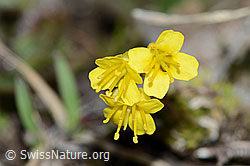 Hoppes Felsenblümchen (Draba hoppeana) (C222440) Hoppes Felsenblümchen (Draba hoppeana) (C222440)