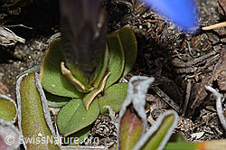 Schleichers Enzian (Gentiana schleicheri) (C222460) Schleichers Enzian (Gentiana schleicheri) (C222460)